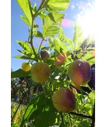 Peachadew Pepper  - gorgeous pepper turns shades of violet, then apricot - €4,71 EUR