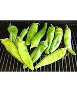 SDC Anaheim Chili Pepper Meaty Chilies Stuffed Peppers Easy Grow - $15.20