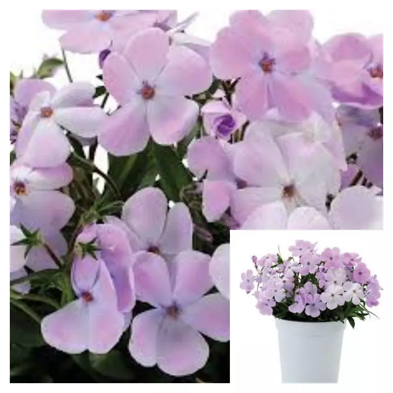 Phlox Woodlander Lavender 4iches Pot Plant Phlox Woodlander Lilac Live P... - $19.99