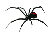 Reverse Spider Decal/Sticker for Car/Truck Windows Latrodectus Widow Black - $6.95+