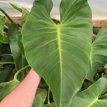 USA Seller Philodendron Imbe Seeds Fast Shipping - £19.16 GBP