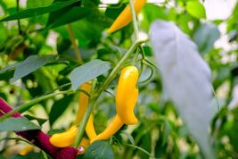 Golden Cayenne Pepper Seeds, NON-GMO, Medium to High Heat, FREE SHIPPING - $1.67+