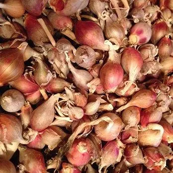 10 Heirloom Variety Egyptian Walking Topset Bulbs Onions - $10.75 CAD