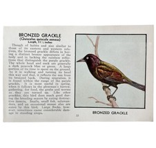 Bronzed Grackle Bird Print 1931 Blue Book Birds Of America Antique Art PCBG13B - £15.78 GBP