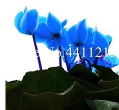 100  pcs Cyclamen Flower,Beautiful Seed Flower Flores for Home Garden Plant Pot  - £17.57 GBP