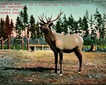 State Elks Association Elk Port Angeles Washington WA DB Postcard T14 - £3.92 GBP