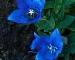 Platycodon  Blue Balloon Flowers Perennial Flower Garden 50 + Pure Seeds - £5.24 GBP
