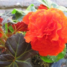 Begonia Non Stop Mocca Orange Begonia Seeds Black Foliage Seeds Fresh Seeds USA - $19.00