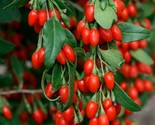 Live Goji Berry Plant Fully Mature 3+ Years Strong Bare Rooted Wolfberry - £7.07 GBP