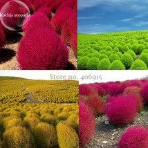 PWO Fresh Kochia Scoparia Burning Bush Grass Green Red Mixed, 200 Seeds, Ornamen - £1.35 GBP