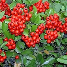 USA Seller Scarlet Firethron Pypacatha Coccinea Flower Shrub Bush Seeds Fast Shi - $14.98