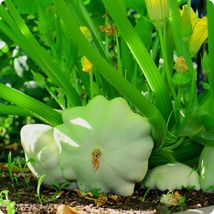 Bennings Green Tint Scallop Summer Squash Seeds, NON-GMO, Pattypan, FREE... - $1.97+