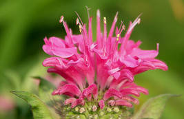 50 Seeds Pink Monarda Bee Balm Flower Seeds / Deer Resistant Perennial / Great G - £11.16 GBP