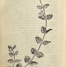 1905 Partridgeberry Wild Flower Print Pen &amp; Ink Lithograph Antique 6.75 x 3.75&quot; - £13.93 GBP