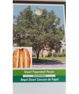 STUART PAPERSHELL PECAN TREE 16-24in Shade Trees Healthy Plant Large Pec... - $43.60