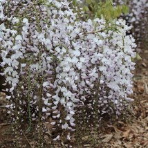 5 Seeds Kimono Wisteria Heirloom Seeds Make Gardens Flourish - $8.35