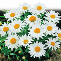 Bare Root Live Plant Shasta Daisy Leucanthemum × Superbum Perennial  - £35.02 GBP