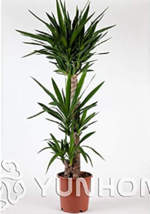 Bonsai Tree Yucca Bonsai Potted Plants / Pot Bonsai Germination Rate Of 95% Mixe - $9.82