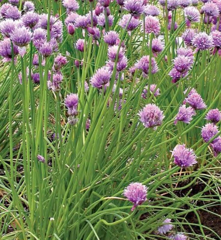 SEPTH 100+ ct Chive Seeds - NON-GMO / Heirloom - - $2.54
