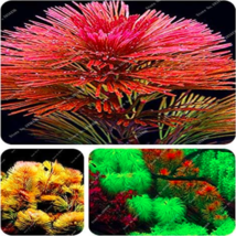 Aquarium Plant Pine Tree De Plantas Raras Fish Tank Aquatic Plant Ornamental Sal - $20.00