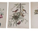 Vtg Mounted Audubon Bird Prints 20x16 Orchard Oriole Yellow Warbler Card... - $22.23