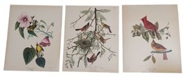 Vtg Mounted Audubon Bird Prints 20x16 Orchard Oriole Yellow Warbler Cardinal - £17.56 GBP