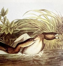 Pied Billed Grebe Bird 1950 Lithograph Print Audubon Nature 1st Edition ... - $570.01 MXN