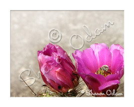 Fine Art Photography Pink Cactus with Bee - £14.31 GBP