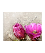 Fine Art Photography Pink Cactus with Bee - £14.08 GBP