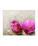 Fine Art Photography Pink Cactus with Bee - $24.48 CAD