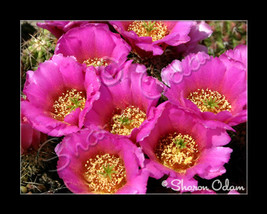 Fine Art Photography Cluster of Pink Cactus Blooms - $17.98