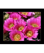 Fine Art Photography Cluster of Pink Cactus Blooms - £14.08 GBP