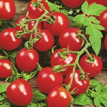 Husky Cherry Red Tomato 20 Seeds Garden Fresh USA Shipping - $14.58