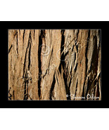 MS-071 Color Art Photo of Cedar Tree Bark - £14.08 GBP