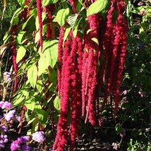 500 Love Lies Bleeding Amaranthus Caudatus Kiss Me Over The Gate Flower ... - $269.62 MXN
