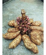 snow lotus Yacon Smallanthus sonchifolius 2 Fresh root for growing Thail... - $6.86 CAD