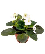 African Violet Heaven&#39;s-A-Calling, 4 inch White Flower Saintpaulia Gesne... - £18.45 GBP