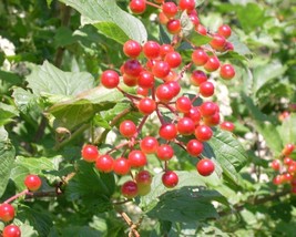 Viburnum Trilobum (High Bush Cranberry) 15 seeds - £1.19 GBP