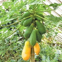 25+ Tainung Papaya Seeds for Garden Planting - USA - FAST SHIPPING! - $8.77