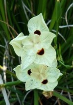  30 Diets Moraea African Iris Flower Seeds / Drought &amp; Frost  SG - $14.86