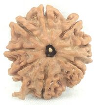 Rare 8 Mukhi Ganesha Rudraksha - Nepal - IGL Certified - $123.75