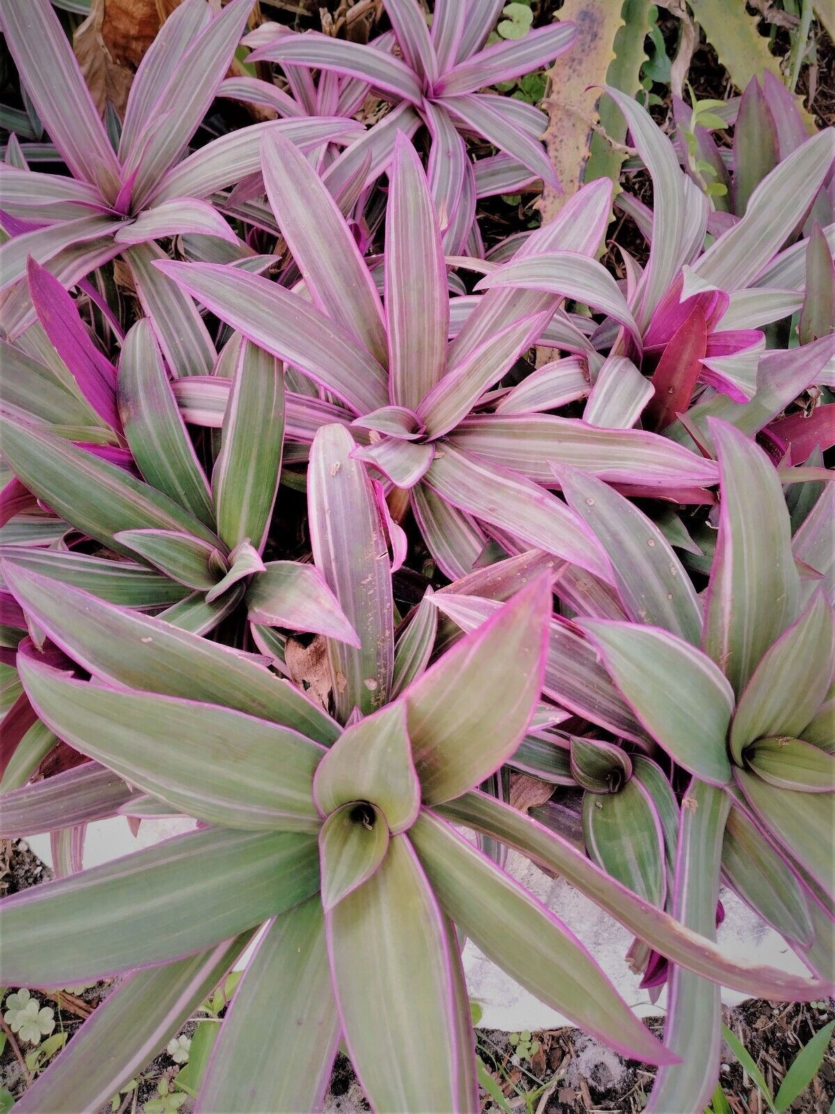 Primary image for TRICOLOR TRADESCANTIA SPATHACEA OYSTER LIVE PLANT