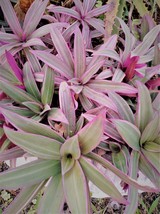 Tricolor Tradescantia Spathacea Oyster Live Plant - £39.95 GBP