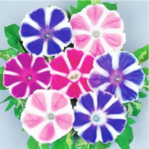SEED Morning Glory Mixed Colorful Petals with White Stripe Flower Seeds - $3.99