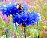 300 Seeds Dwarf Blue Bachelor Button Cornflower Seeds Deer Resistant Cut... - £7.22 GBP