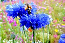 300 Seeds Dwarf Blue Bachelor Button Cornflower Seeds Deer Resistant Cut... - $8.99