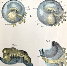 Human Embryo Development 1878 Victorian Medical Anatomy Print DWV6A - £31.89 GBP