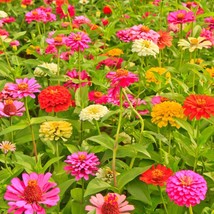 California Giants Zinnia Mix Seeds Bright Colors Cut Flowers Stunning Fr... - $3.98