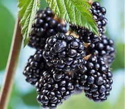 Sweetie Pie Blackberry  4 to 6 Inch Live Starter Plant Thornless Blackberry  - £14.54 GBP