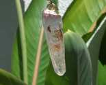 Uv reactive crystal pendant // Petroleum quartz // Terminated quartz - $43.31+